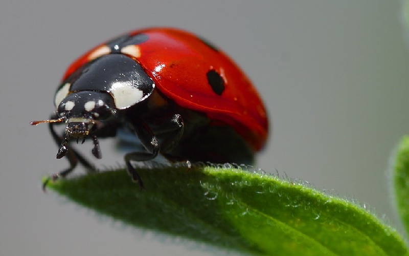 20 Biểu tượng may mắn trong văn hóa các quốc gia trên thế giới 14