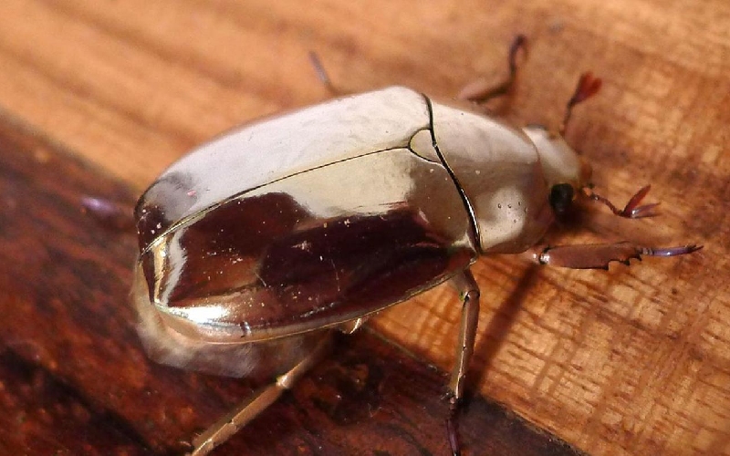 20 Biểu tượng may mắn trong văn hóa các quốc gia trên thế giới 8