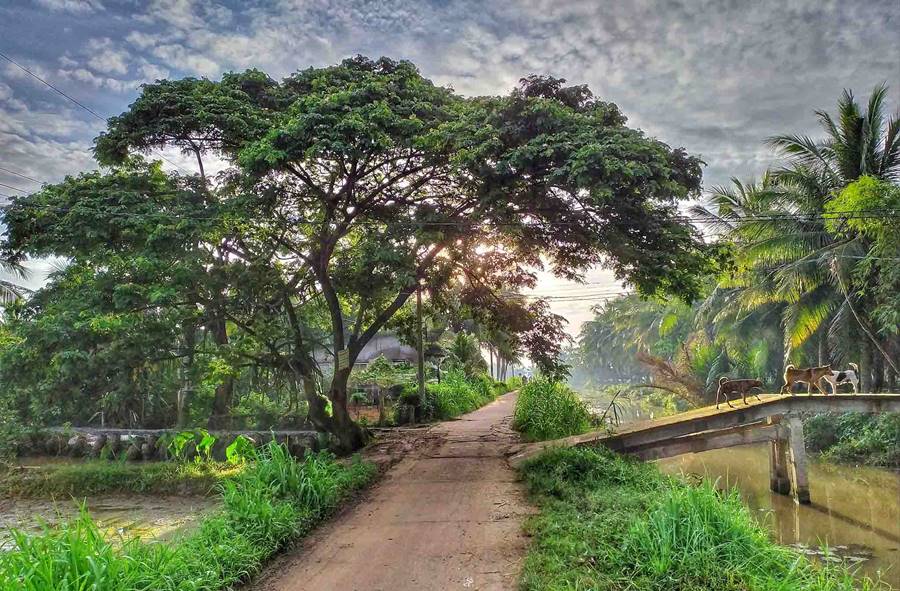 Bộ ảnh review xứ dừa Bến Tre với vẻ đẹp bình yên miền thôn dã 3