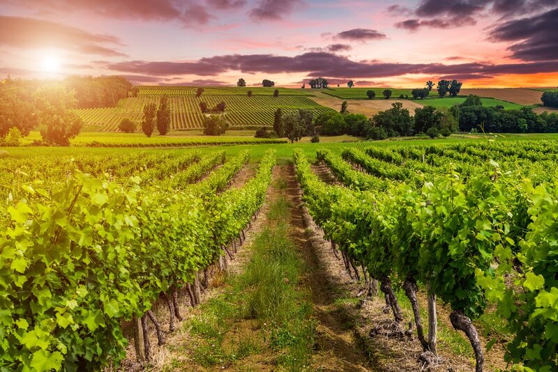 Trải nghiệm Bordeaux thủ phủ rượu vang hàng đầu của Pháp 3