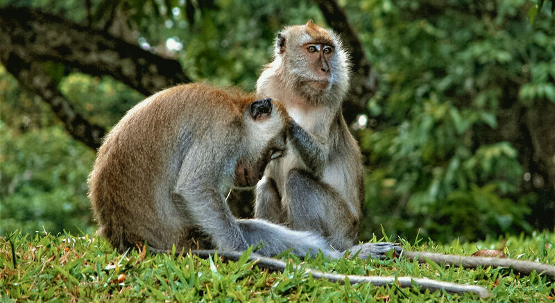 Khám phá mảng xanh Bukit Timah giữa lòng Singapore 5