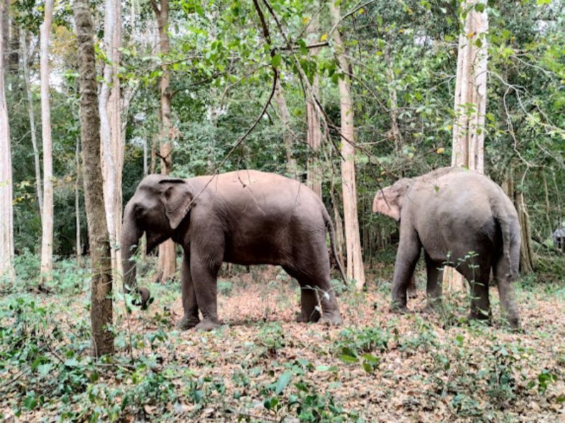 Buôn Đôn, vẻ đẹp hùng vĩ giữa bạc ngàn Tây Nguyên 6