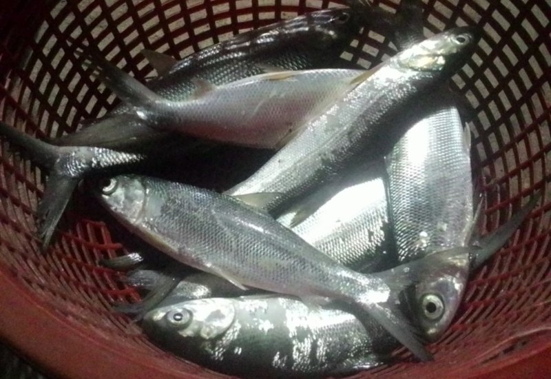 Khám phá Mũi Vi Rồng: Tuyệt tác thiên nhiên kỳ vĩ ở Quy Nhơn 8