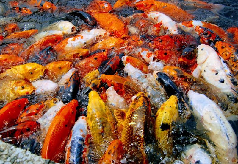 Khám phá Oasis Cafe: Một góc thiên nhiên giữa lòng thành phố 4