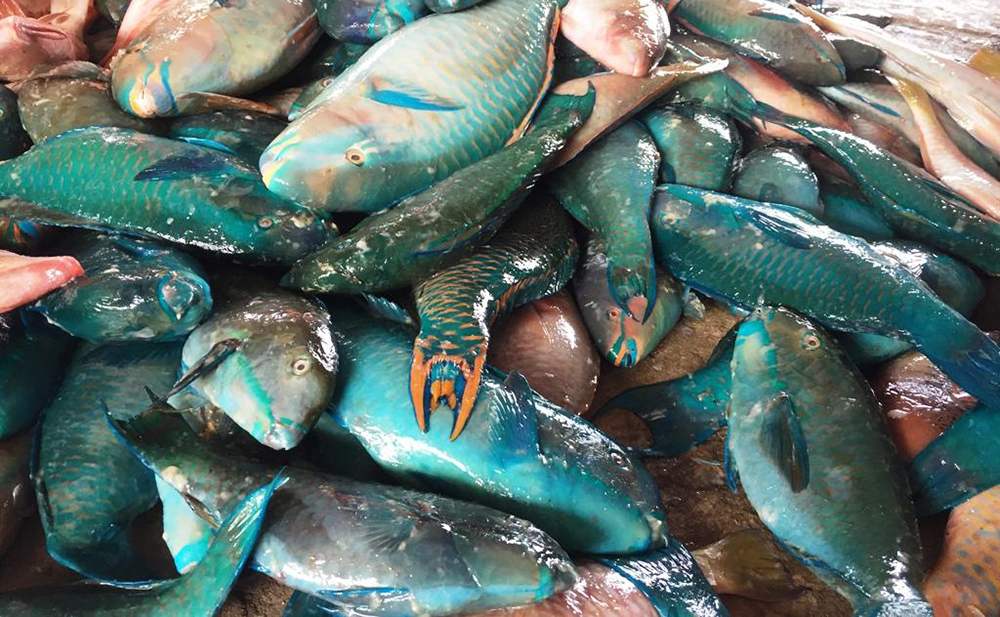 Cá mó biển Côn Đảo và những hương vị thơm ngon khó cưỡng 2