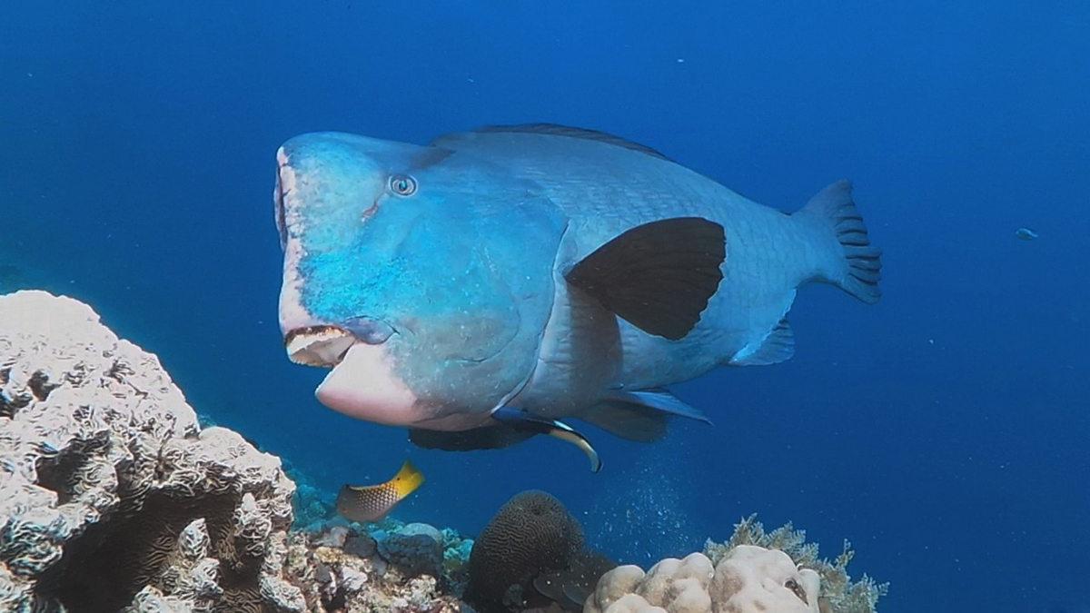 Cá mó biển Côn Đảo và những hương vị thơm ngon khó cưỡng 4