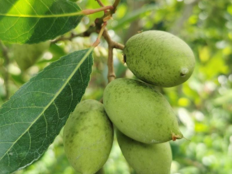 Cà na là trái gì? Lợi ích và món ngon dễ làm, siêu bắt vị 2