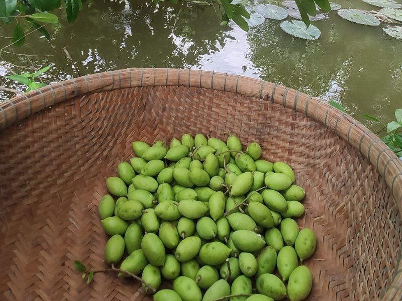 Cà na là trái gì? Lợi ích và món ngon dễ làm, siêu bắt vị 3