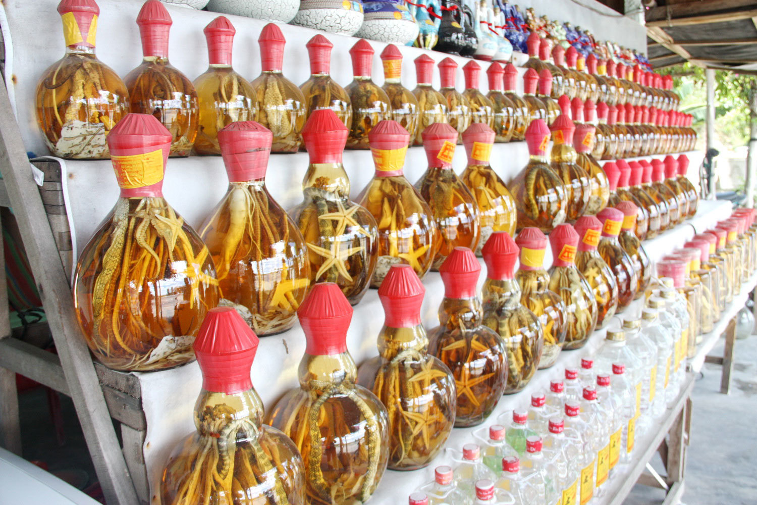 Cá ngựa khô - Thần dược quý đến từ vùng biển Nha Trang