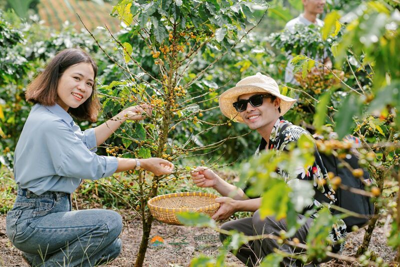 Cà phê Khe Sanh, đặc sản vùng đất đỏ bazan Quảng Trị 4