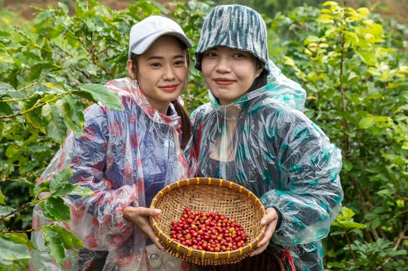 Cà phê Khe Sanh, đặc sản vùng đất đỏ bazan Quảng Trị 5