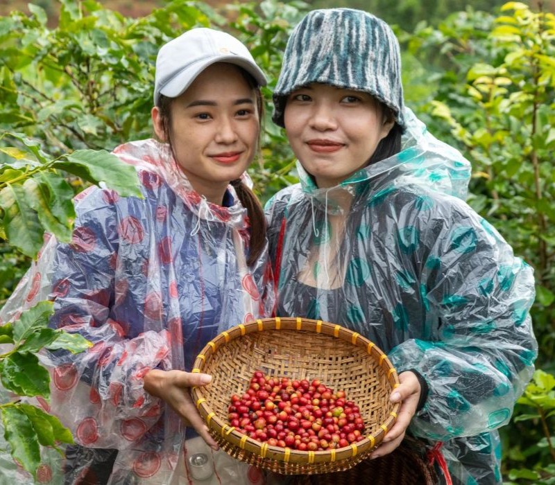 Cà phê Khe Sanh, đặc sản vùng đất đỏ bazan Quảng Trị