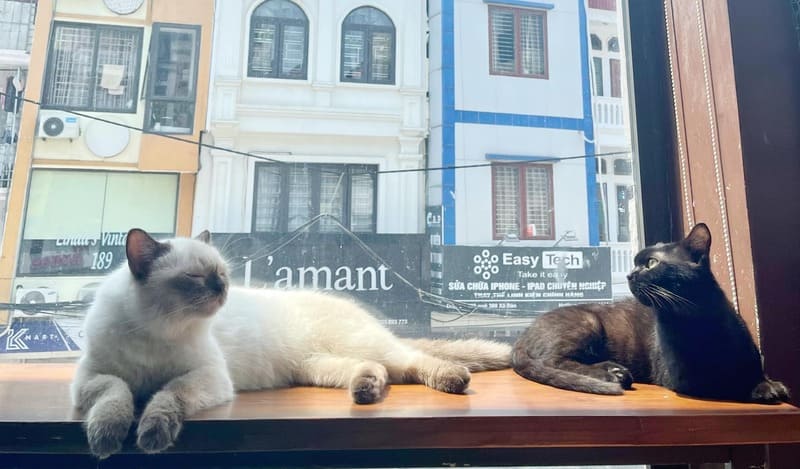 10 tiệm cafe mèo Hà Nội mà các bạn trẻ thích thú cưng không thể bỏ lỡ 3