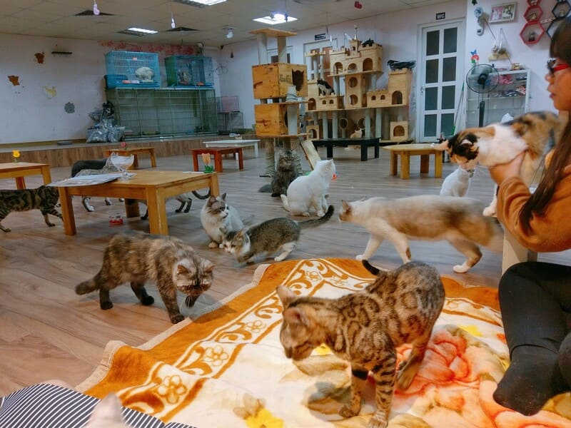 10 tiệm cafe mèo Hà Nội mà các bạn trẻ thích thú cưng không thể bỏ lỡ 4