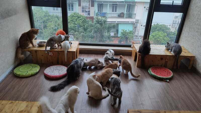 10 tiệm cafe mèo Hà Nội mà các bạn trẻ thích thú cưng không thể bỏ lỡ 5