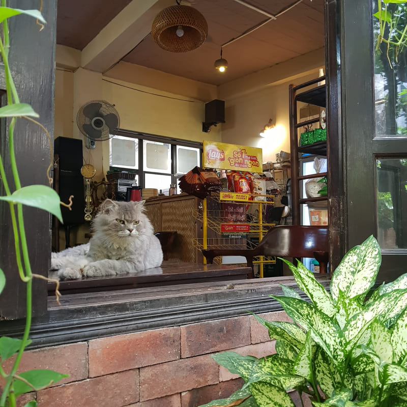 10 tiệm cafe mèo Hà Nội mà các bạn trẻ thích thú cưng không thể bỏ lỡ 8