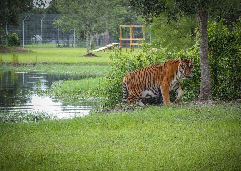 TOP 10 điểm tham quan giải trí tại Tampa, tiểu bang Florida 6