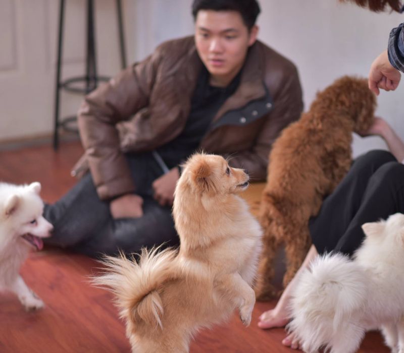 Top 8 quán cafe chó Hà Nội siêu đáng yêu phải ghé 3