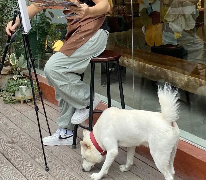 Top 8 quán cafe chó Hà Nội siêu đáng yêu phải ghé 9