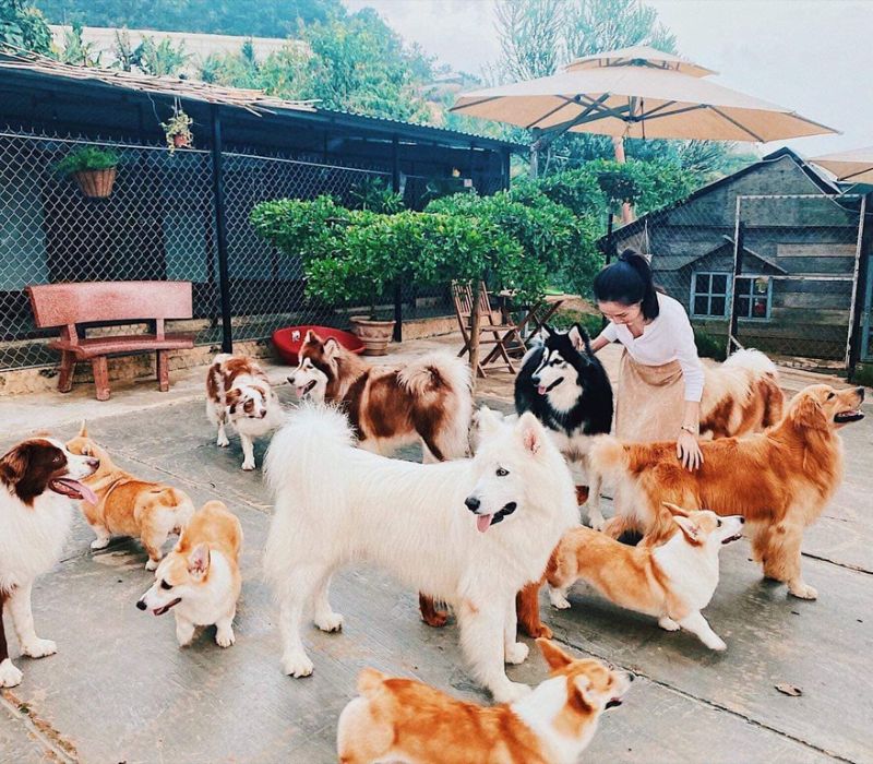 Top 8 quán cafe chó Hà Nội siêu đáng yêu phải ghé 6