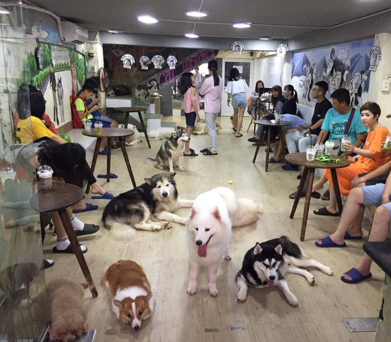 Top 8 quán cafe chó Hà Nội siêu đáng yêu phải ghé 5