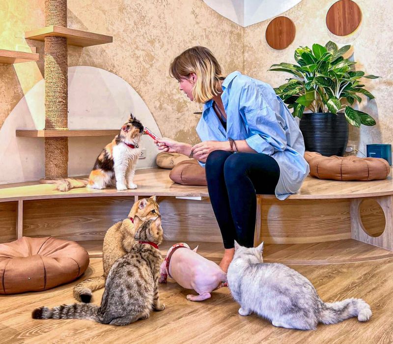 Top quán cafe mèo Sài Gòn cực hot chữa lành tâm hồn các ‘sen’ 12