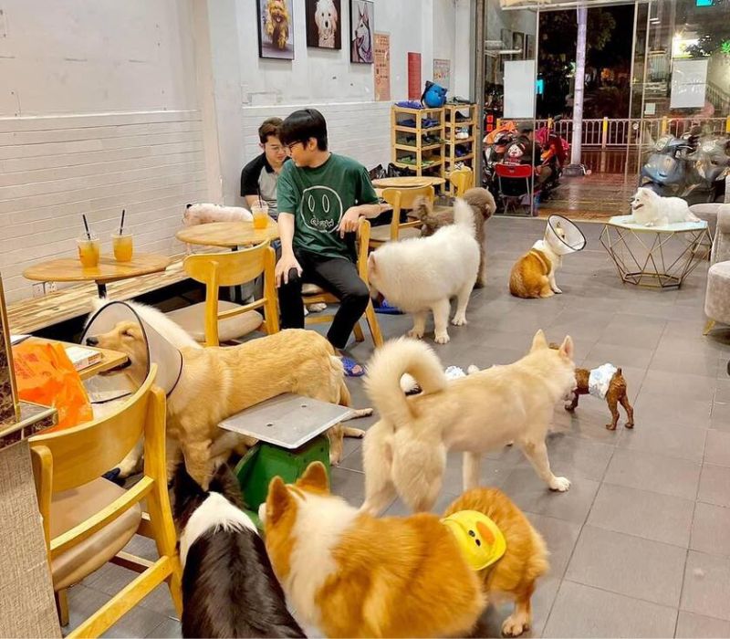 Top quán cafe mèo Sài Gòn cực hot chữa lành tâm hồn các ‘sen’ 7