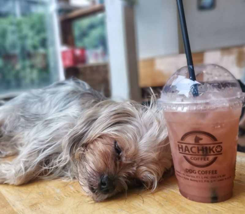 Top quán cafe mèo Sài Gòn cực hot chữa lành tâm hồn các ‘sen’ 9