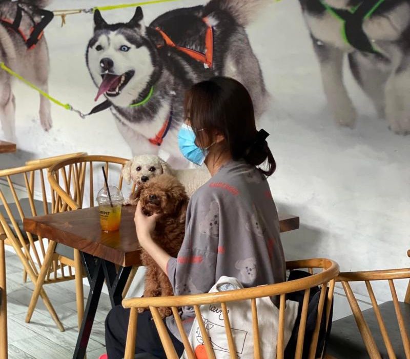 Top quán cafe mèo Sài Gòn cực hot chữa lành tâm hồn các ‘sen’ 10