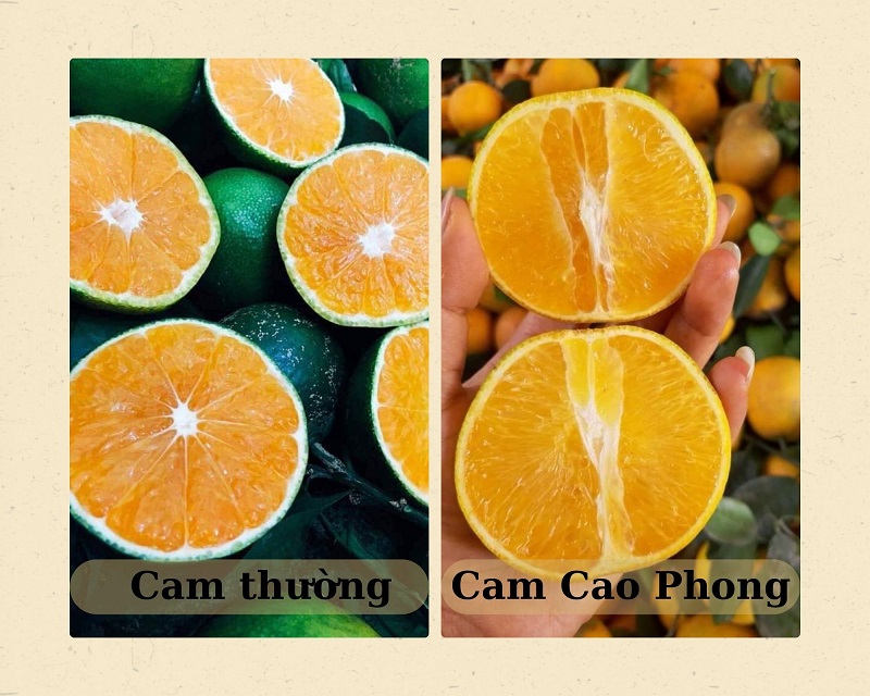 Cam Cao Phong ngon ngọt đặc sản nức tiếng đất Hòa Bình 5