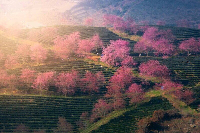 10 tuyệt tác cảnh đẹp Sapa, nơi biển mây và thiên nhiên giao hòa 10