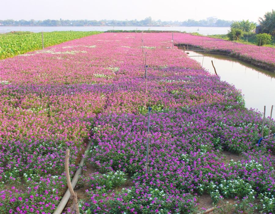 Cánh đồng Hoa Dừa Cạn Tím đẹp mơ màng giữa lòng An Giang 2