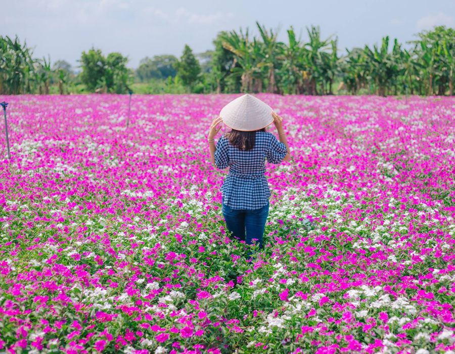 Cánh đồng Hoa Dừa Cạn Tím đẹp mơ màng giữa lòng An Giang 3