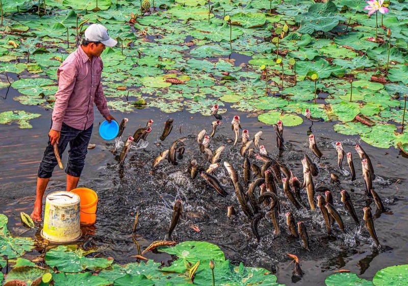 Đến Cánh đồng hoa hồng Sa Đéc chiêm ngưỡng vẻ đẹp của 6000 cây hoa 8