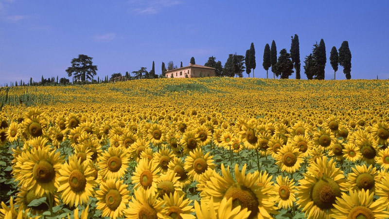 Cánh Đồng Hoa Hướng Dương Tuscany, Ý