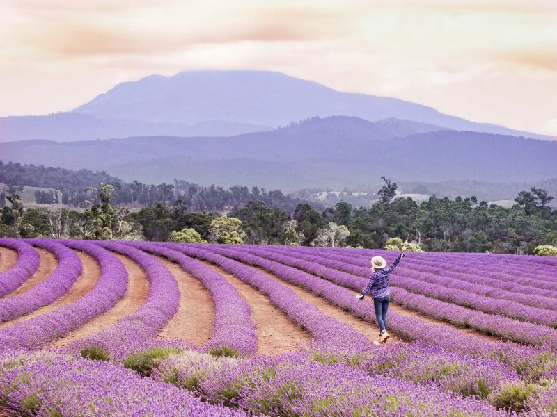 Top 10 cánh đồng hoa oải hương đẹp nhất thế giới 8