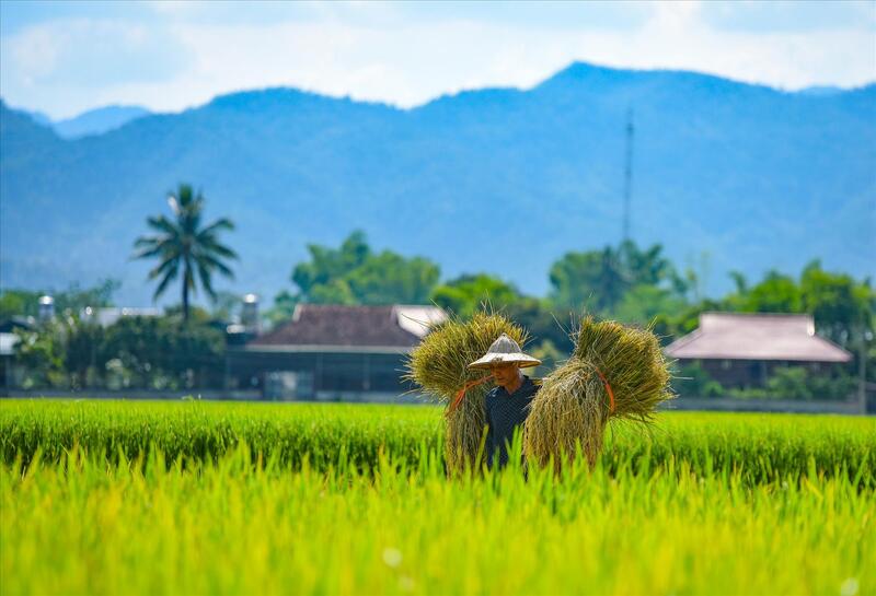 Về thăm cánh đồng Mường Than ngắm mùa vàng của núi rừng Lai Châu 5