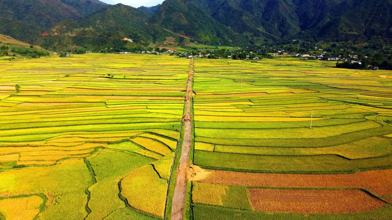 Về thăm cánh đồng Mường Than ngắm mùa vàng của núi rừng Lai Châu 2