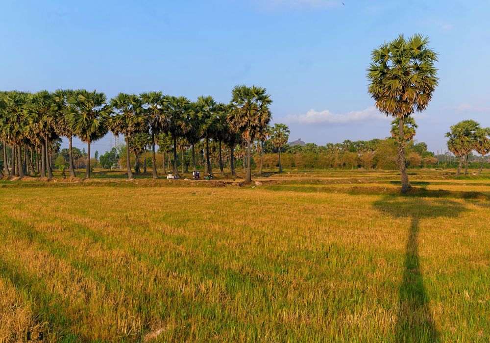 Cánh đồng thốt nốt An Giang qua loạt ảnh cực ấn tượng 5