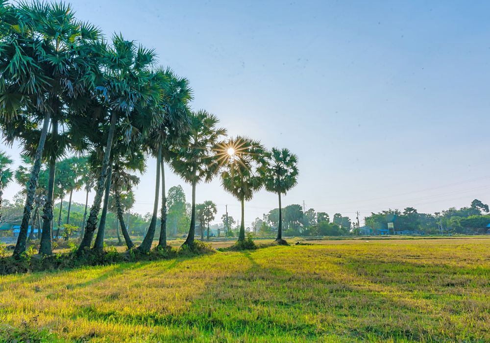 Cánh đồng thốt nốt An Giang qua loạt ảnh cực ấn tượng 6