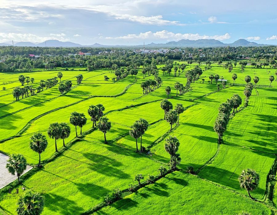 Cánh đồng thốt nốt An Giang với khung cảnh cực thơ mộng 6