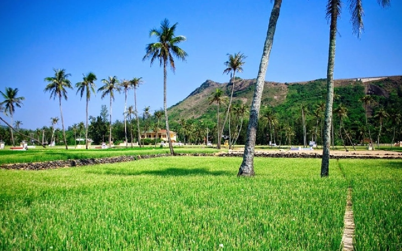 Du lịch cánh đồng tỏi Lý Sơn: Nét đẹp giản dị giữa biển trời 2