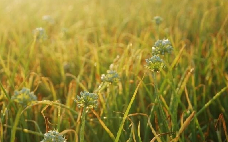 Du lịch cánh đồng tỏi Lý Sơn: Nét đẹp giản dị giữa biển trời 4