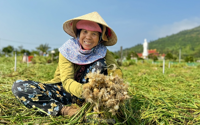 Du lịch cánh đồng tỏi Lý Sơn: Nét đẹp giản dị giữa biển trời 6