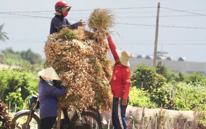 Du lịch cánh đồng tỏi Lý Sơn: Nét đẹp giản dị giữa biển trời 7