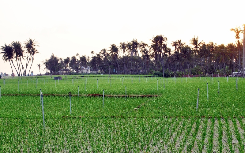 Du lịch cánh đồng tỏi Lý Sơn: Nét đẹp giản dị giữa biển trời 8