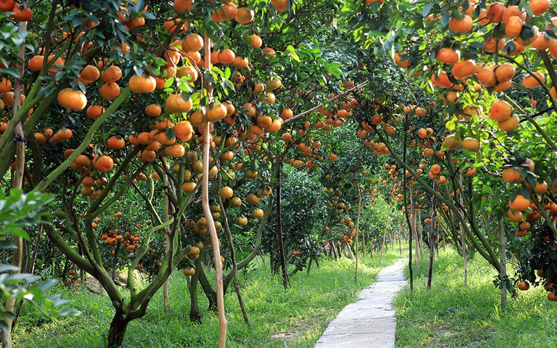Du lịch Cầu Kè Trà Vinh: 10