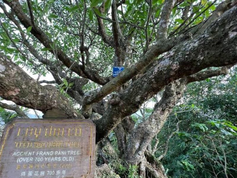 Khám phá Chùa Hoa Yên hơn 700 năm tuổi trên núi Yên Tử 5
