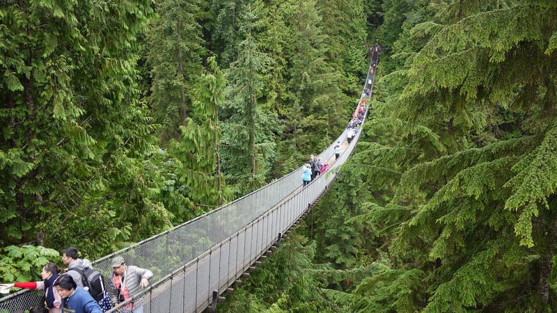 Cầu treo Capilano, kỳ quan ẩn mình giữa rừng cây Bắc Vancouver 3