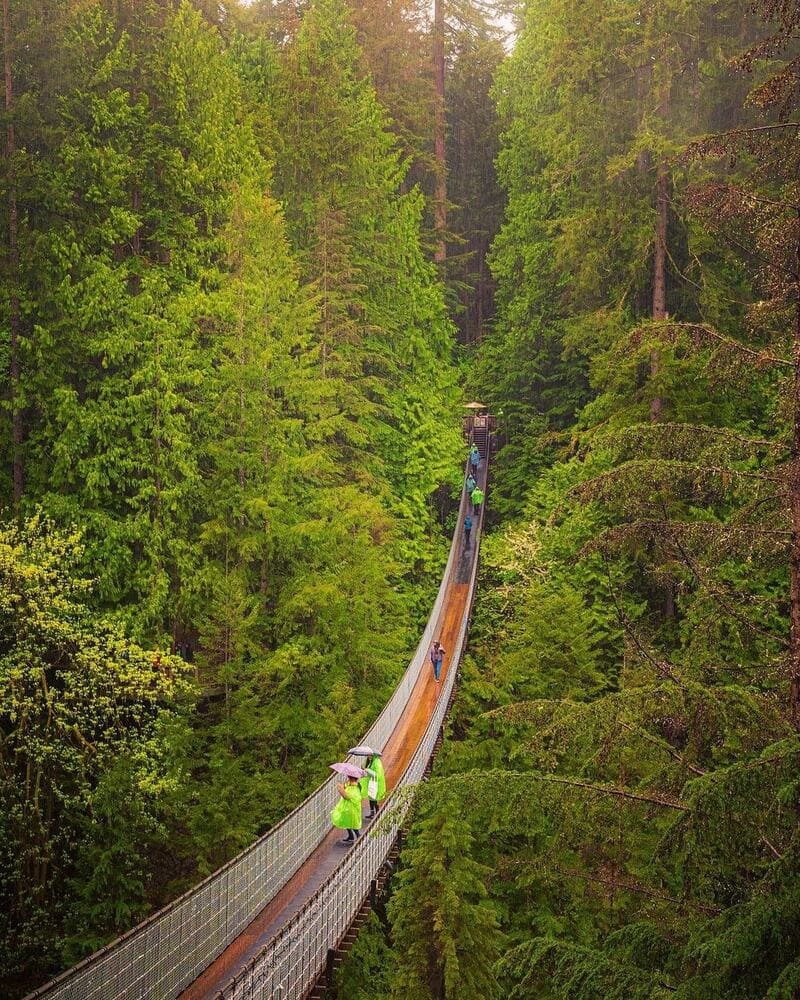 Cầu treo Capilano, kỳ quan ẩn mình giữa rừng cây Bắc Vancouver 5